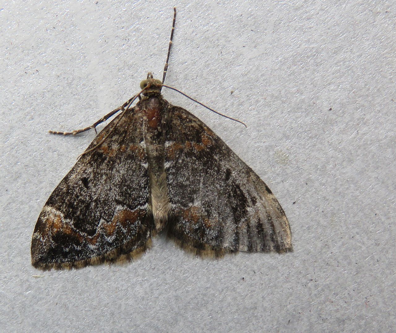 Common Marbled Carpet 